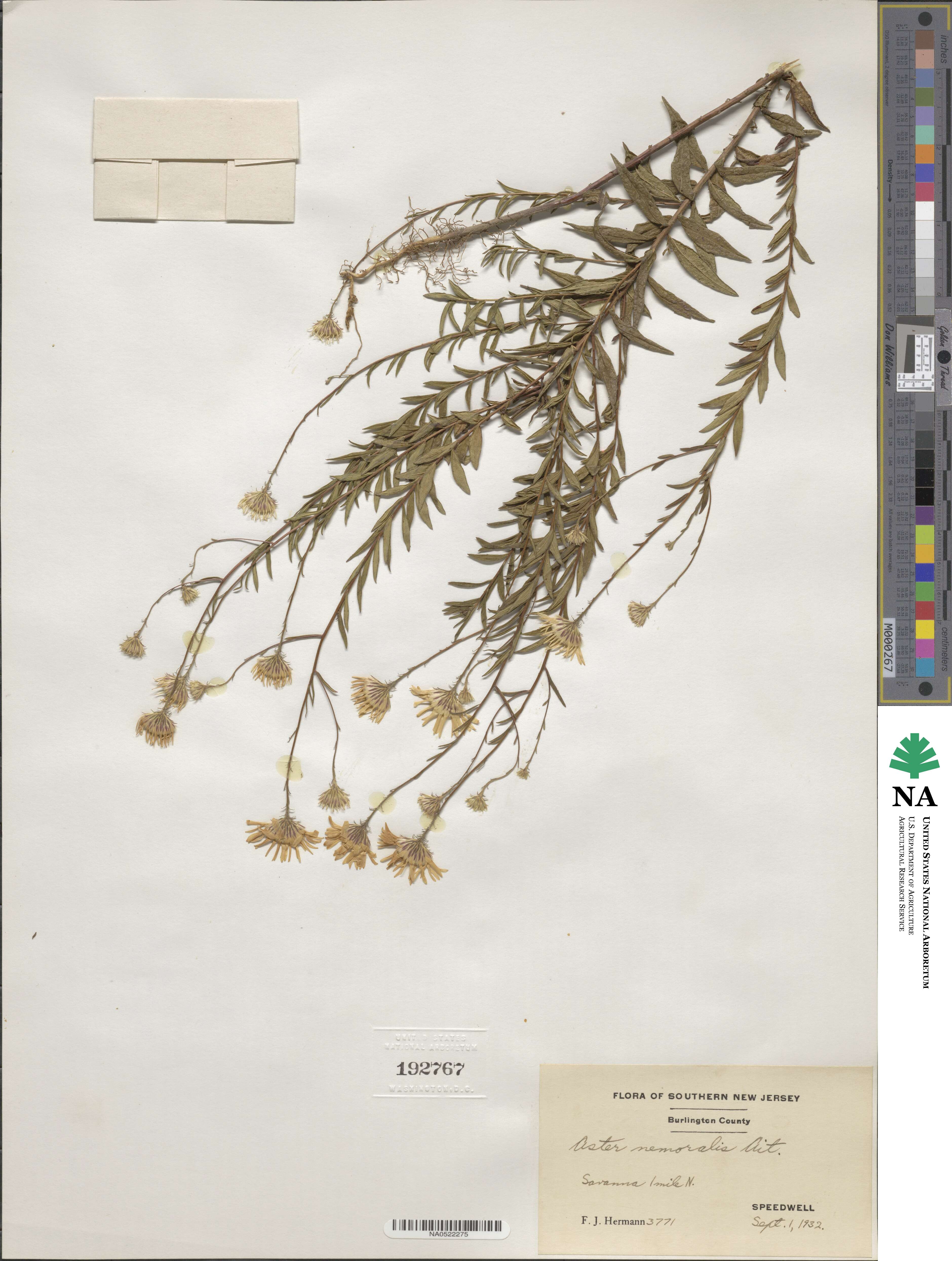 Oclemena nemoralis image