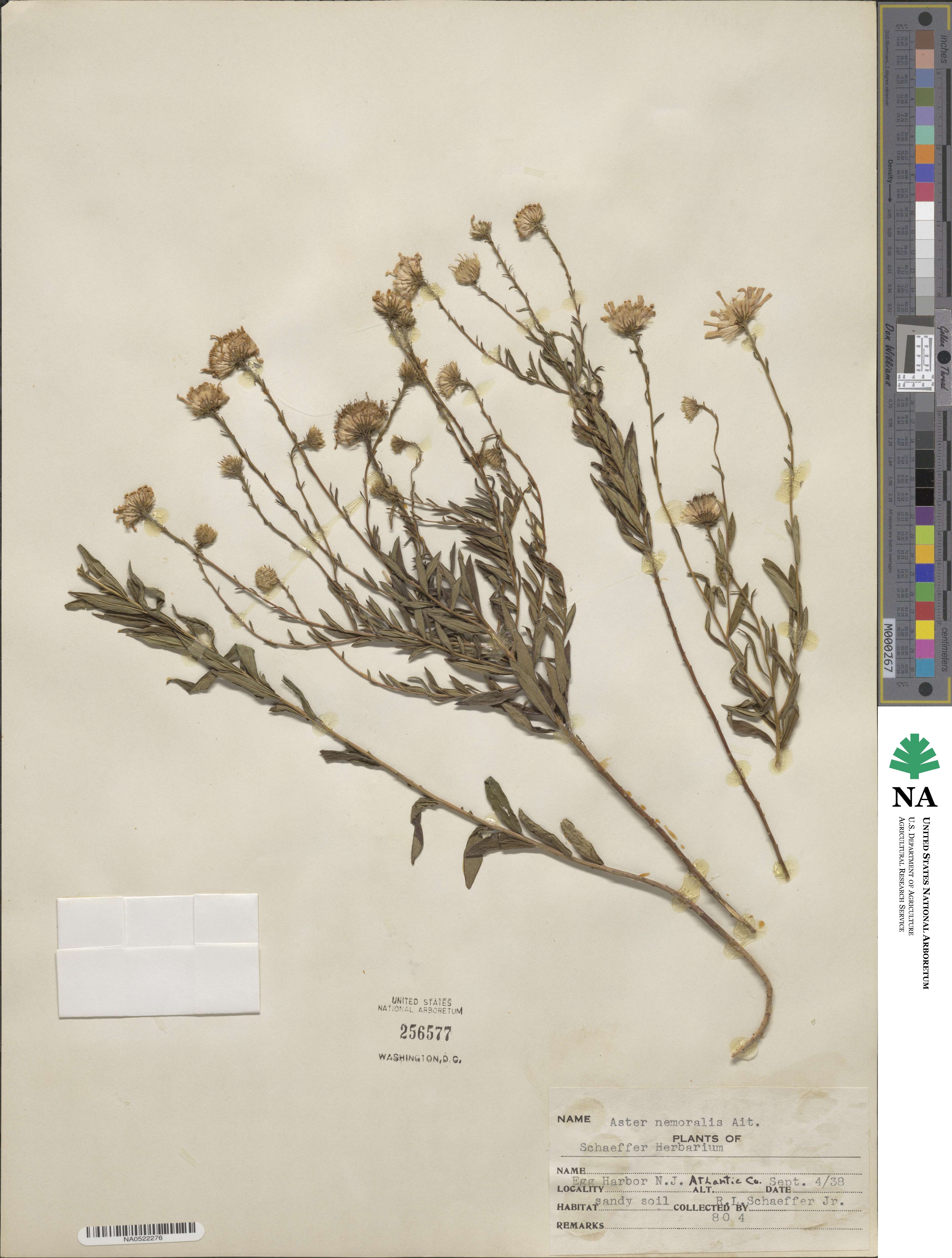 Oclemena nemoralis image