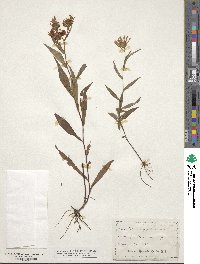 Symphyotrichum praealtum image