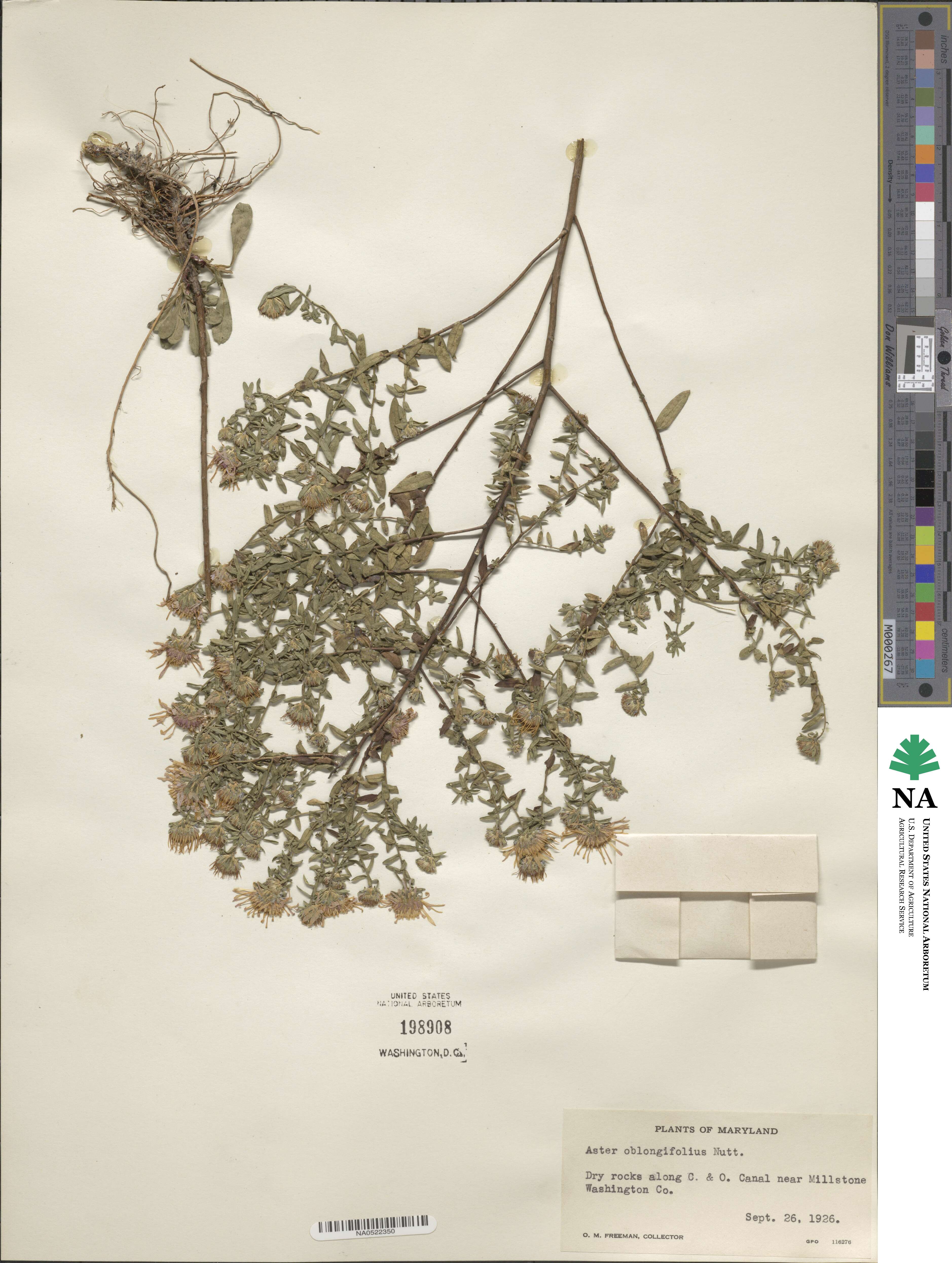 Symphyotrichum oblongifolium image