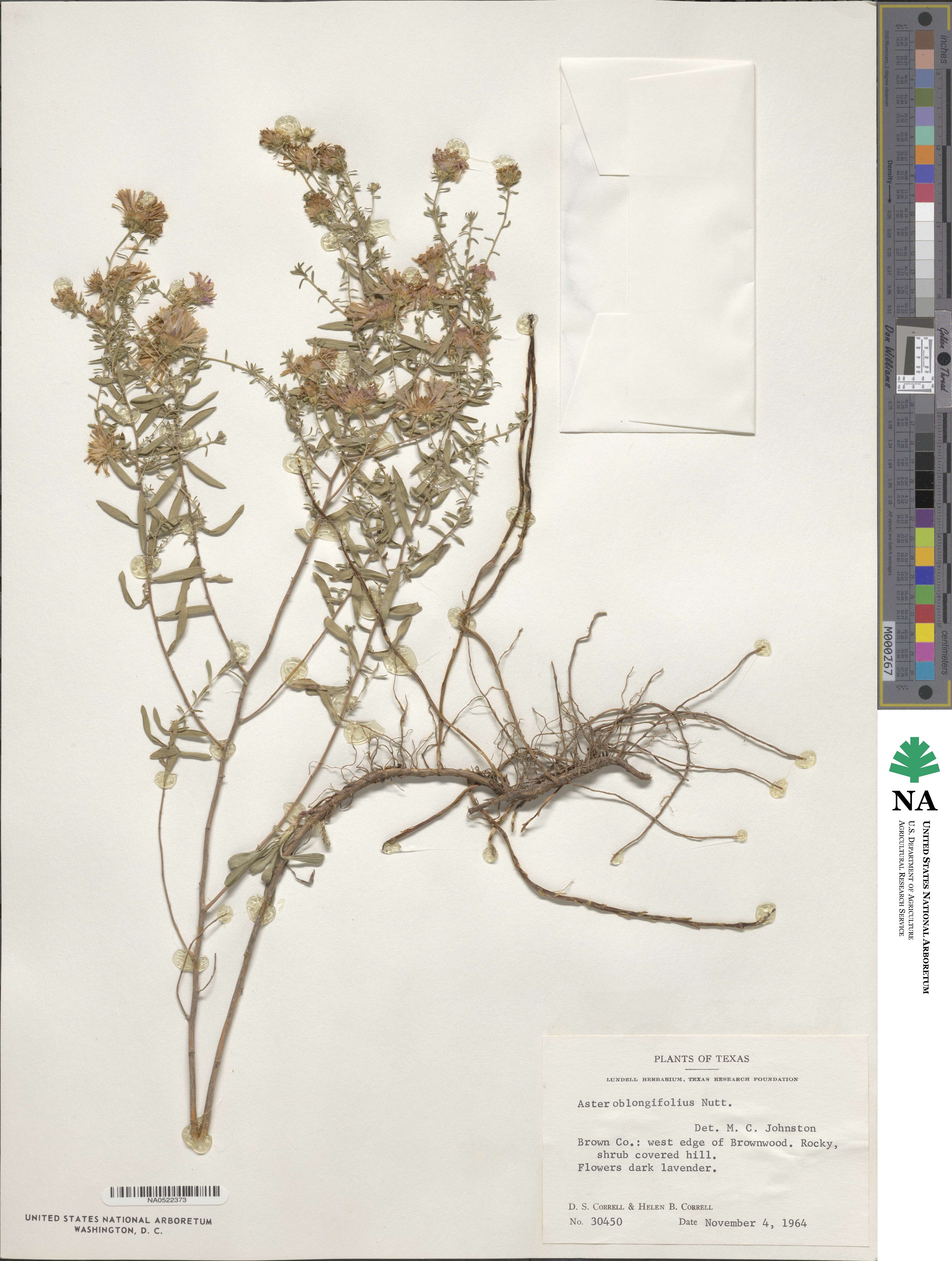 Symphyotrichum oblongifolium image