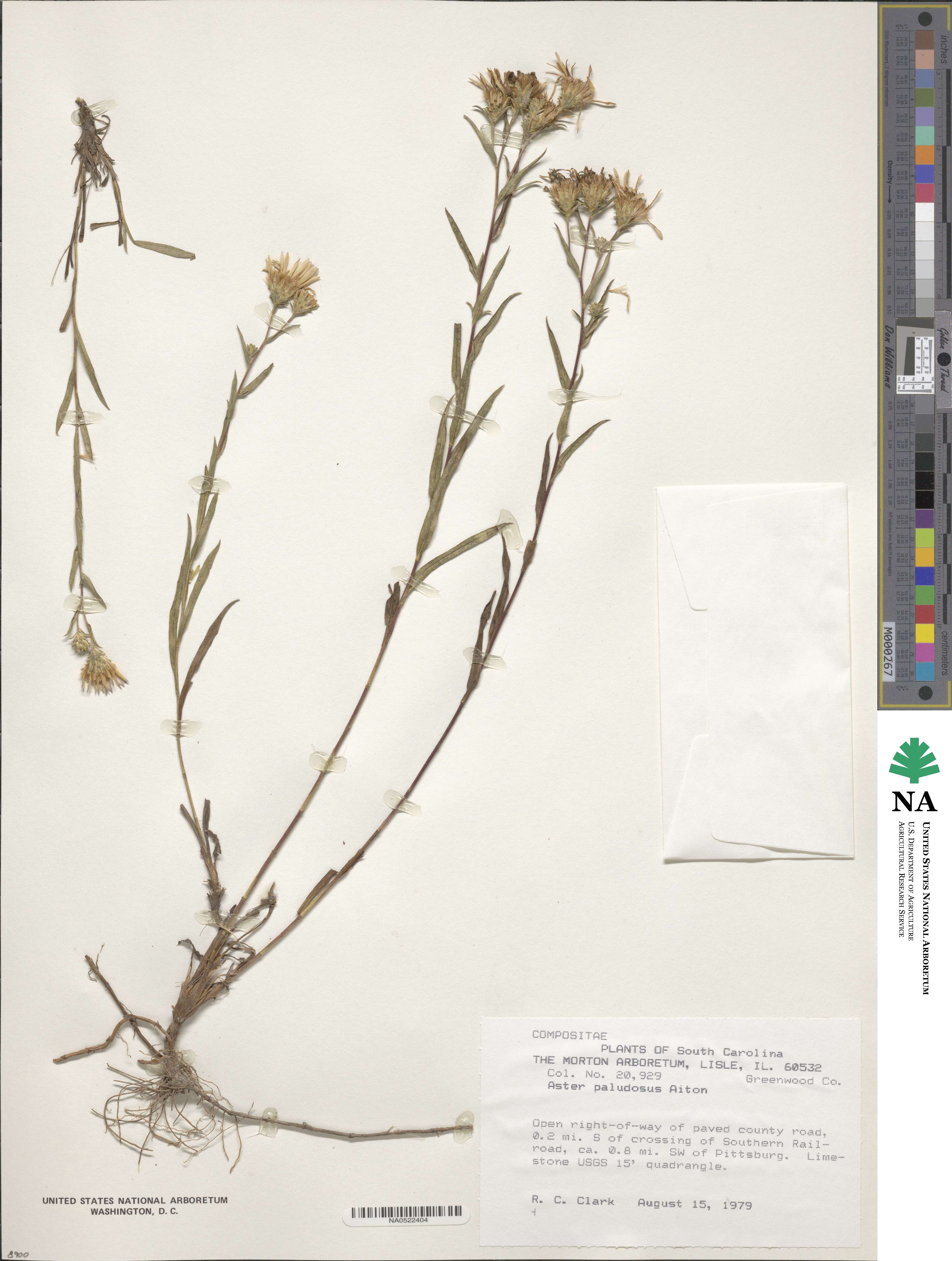 Eurybia paludosa image