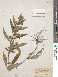 Aster paniculatus image