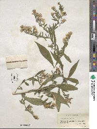 Aster paniculatus image