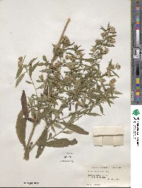 Aster paniculatus image