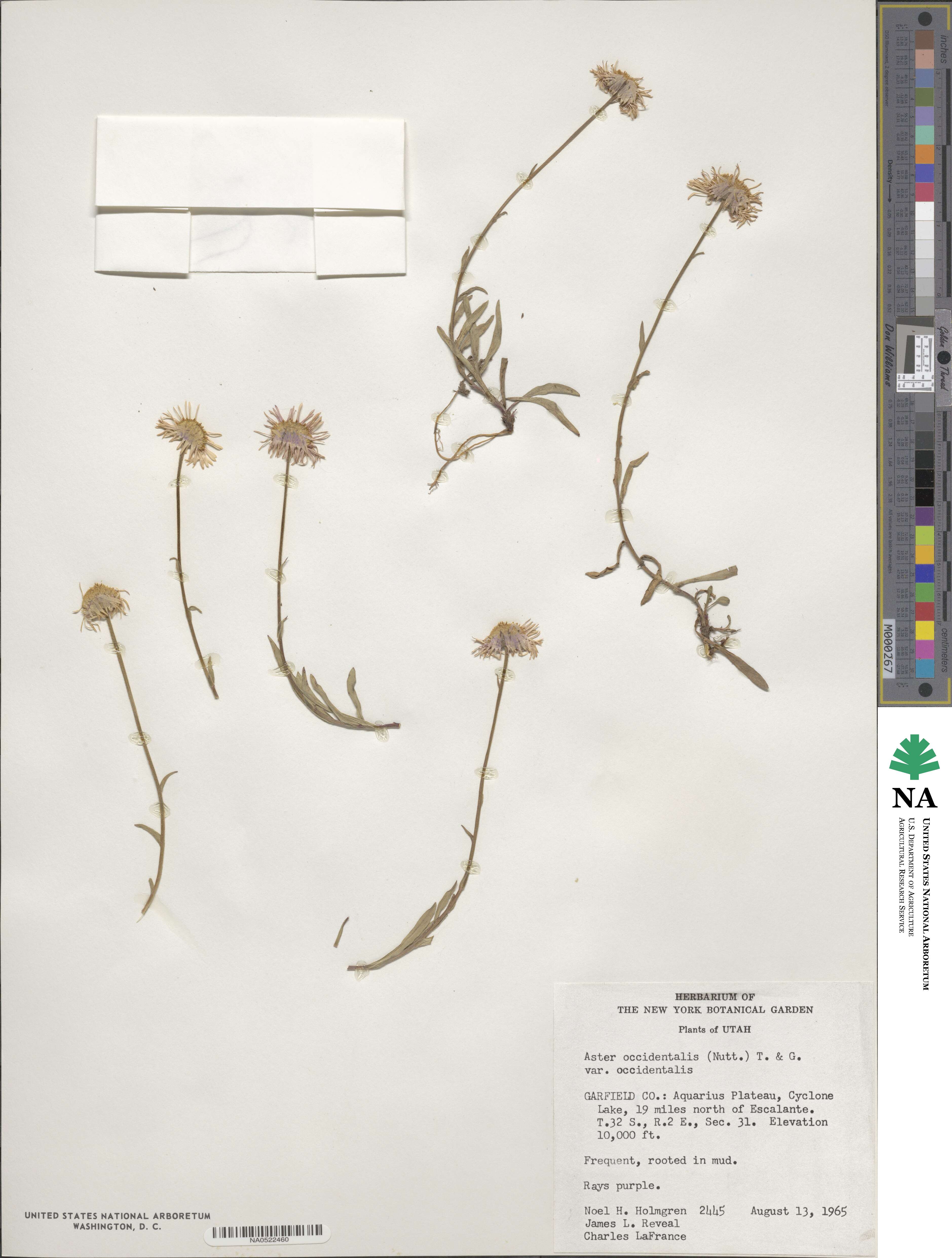 Symphyotrichum spathulatum image