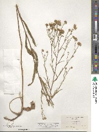 Symphyotrichum spathulatum image