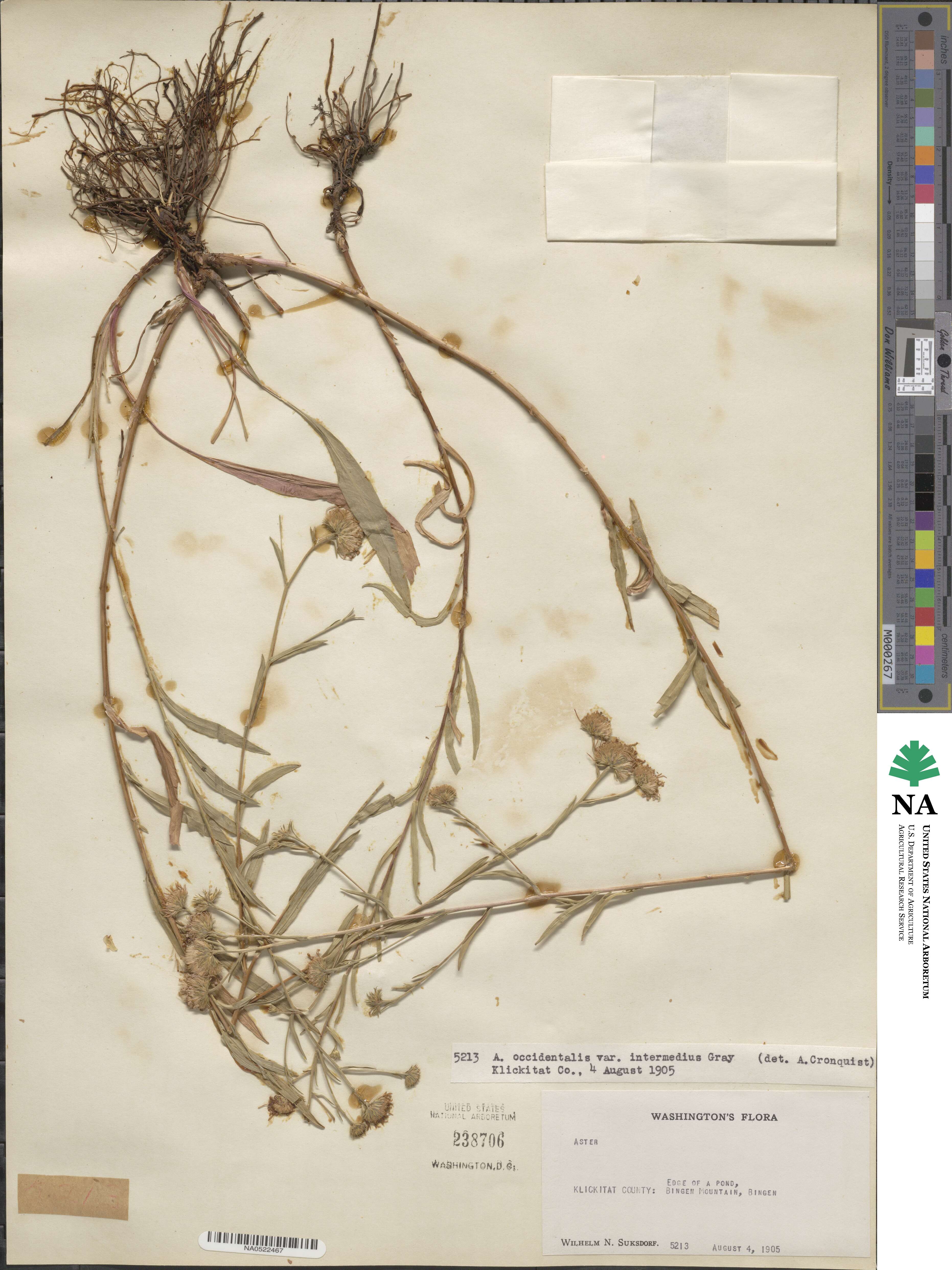 Symphyotrichum spathulatum image