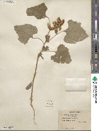 Xanthium chinense image