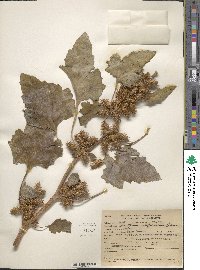 Xanthium orientale image