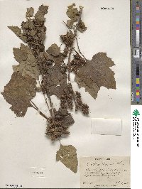 Xanthium chinense image