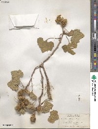 Xanthium orientale image