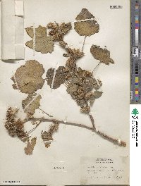 Xanthium orientale var. saccharatum image