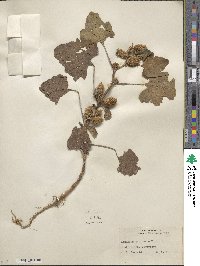 Xanthium orientale image