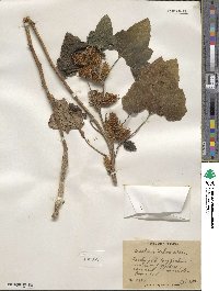 Xanthium orientale var. italicum image