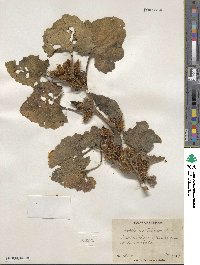 Xanthium orientale var. italicum image