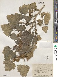 Xanthium orientale var. italicum image