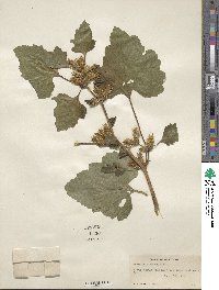 Xanthium orientale image