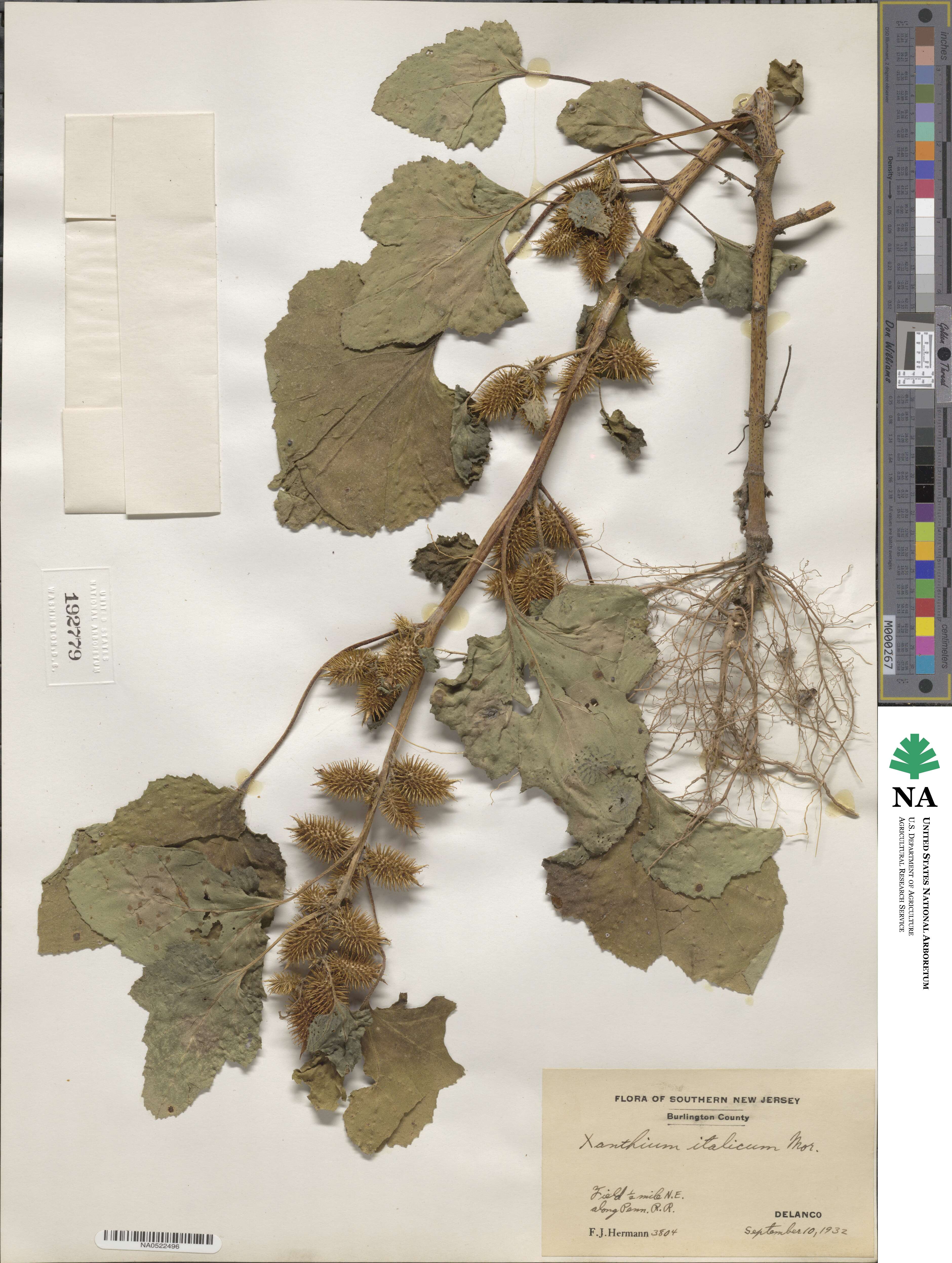 Xanthium orientale image