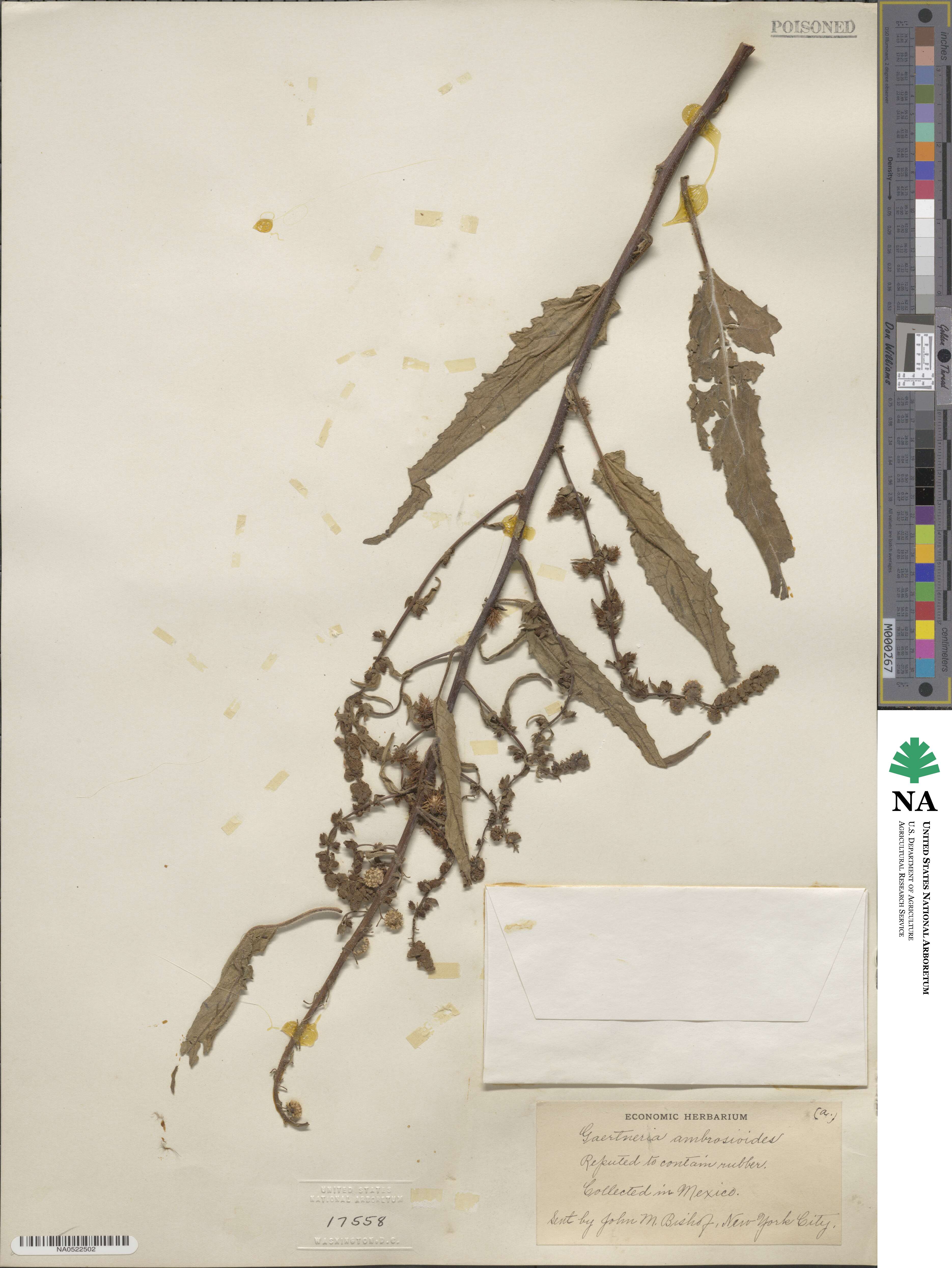 Ambrosia ambrosioides image
