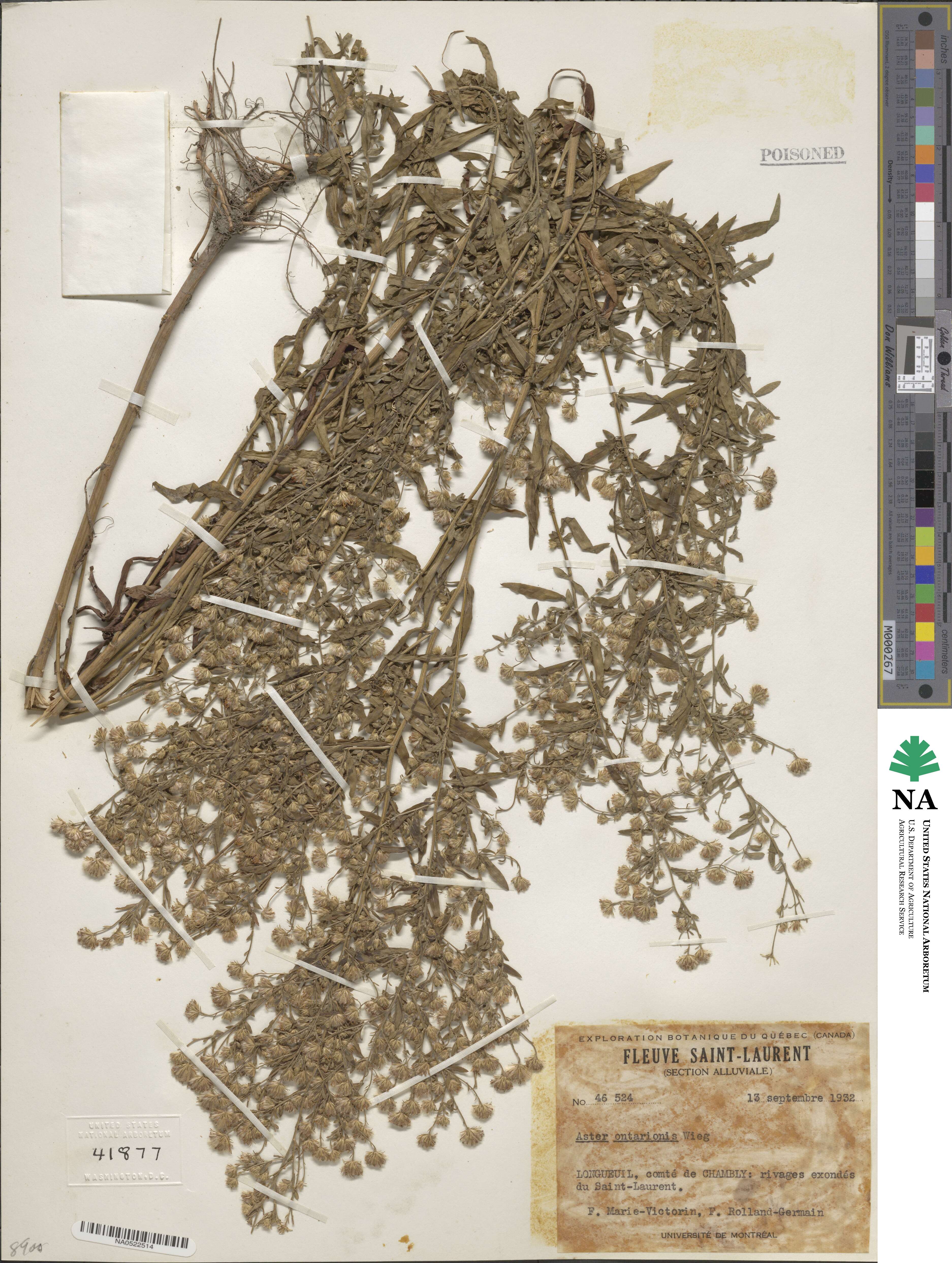 Symphyotrichum ontarionis image