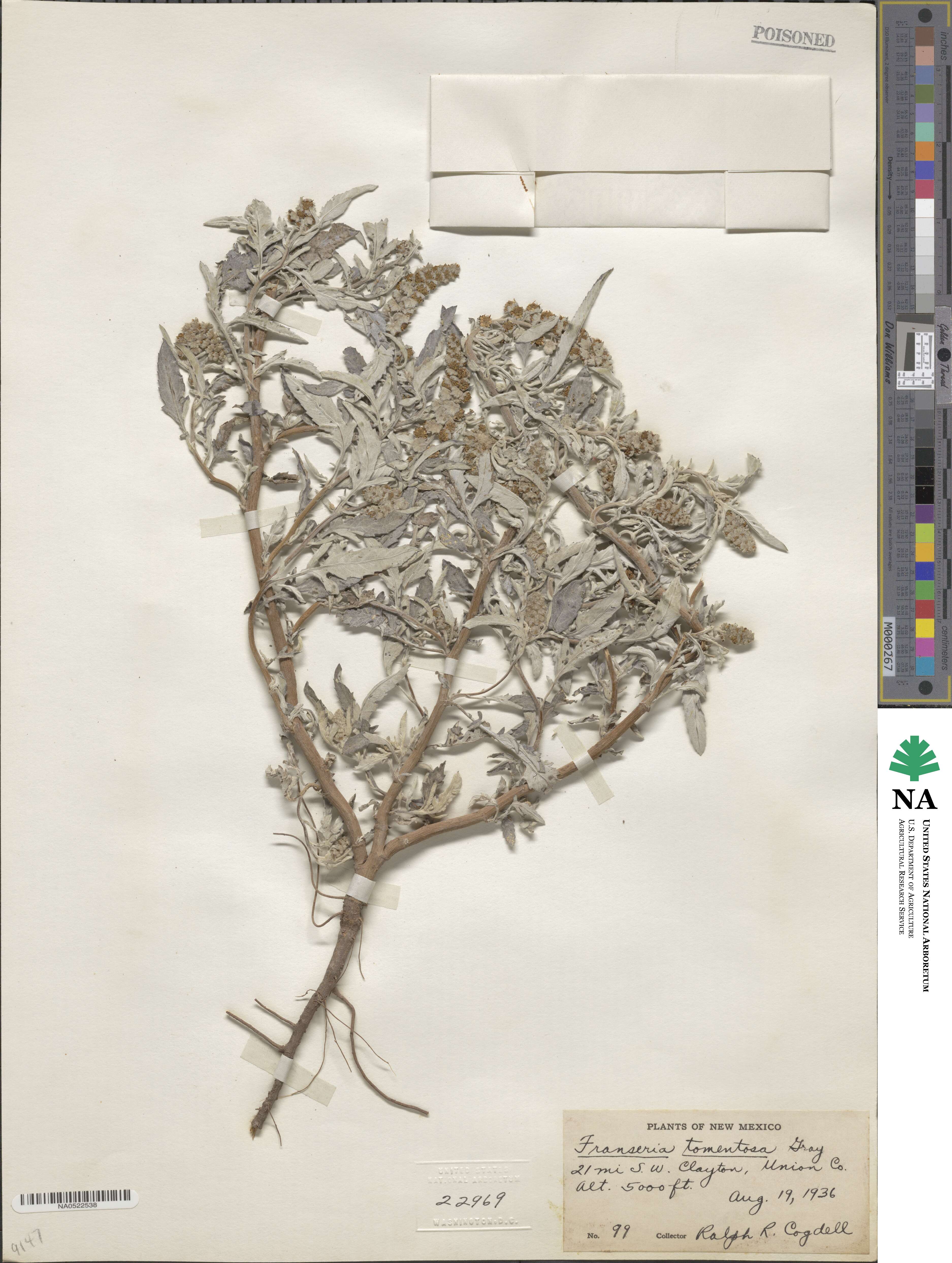 Franseria tomentosa image