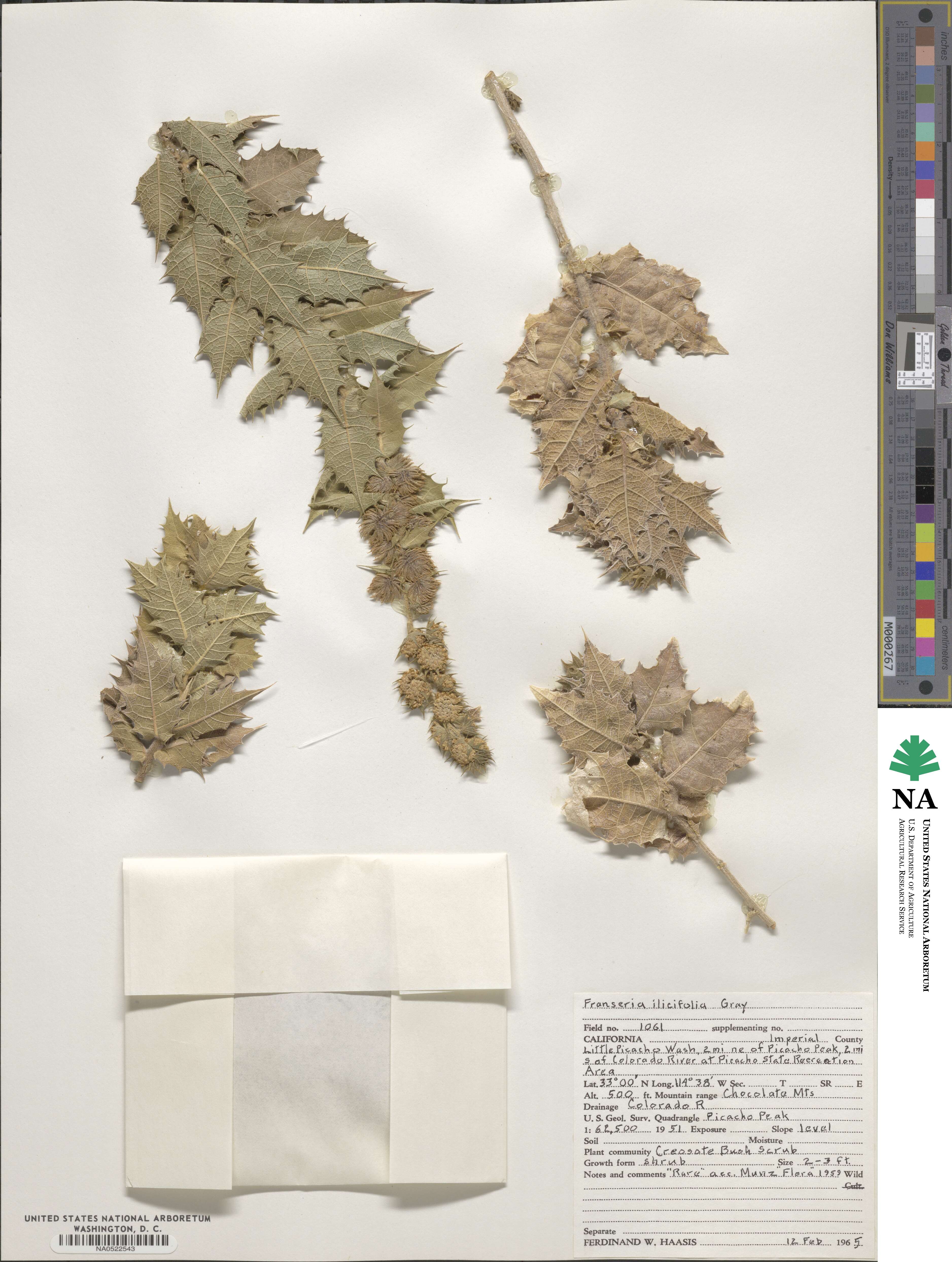 Ambrosia ilicifolia image