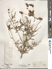 Ambrosia acanthicarpa image