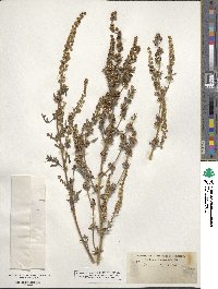 Ambrosia acanthicarpa image