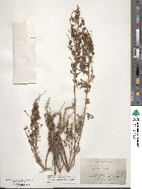 Ambrosia acanthicarpa image