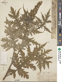 Ambrosia arborescens image