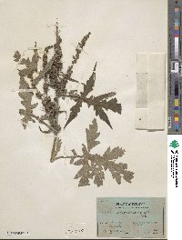 Ambrosia arborescens image