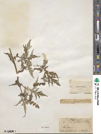 Ambrosia arborescens image