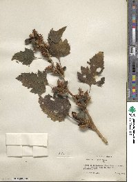 Xanthium chinense image