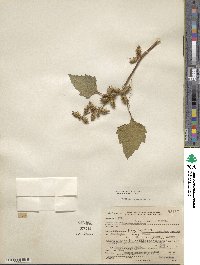 Xanthium chinense image