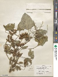 Xanthium chinense image