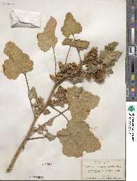 Xanthium chinense image