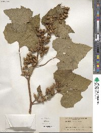 Xanthium chinense image