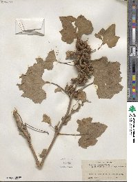 Xanthium chinense image