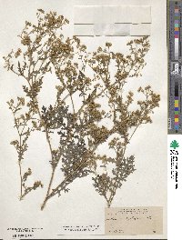 Parthenium hysterophorus image