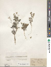 Parthenium hysterophorus image