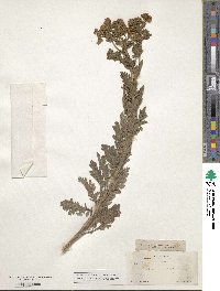 Parthenium confertum image