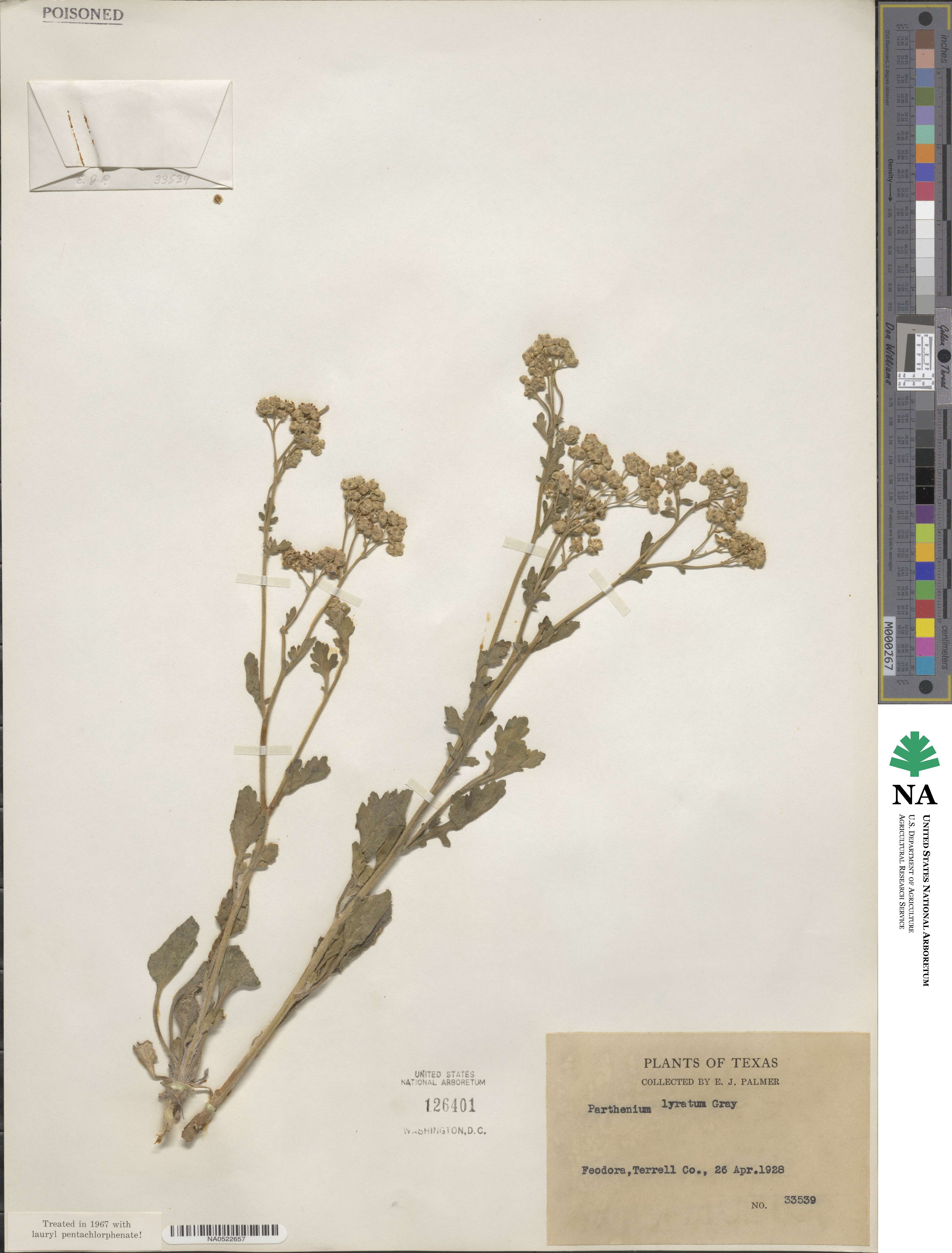 Parthenium confertum image