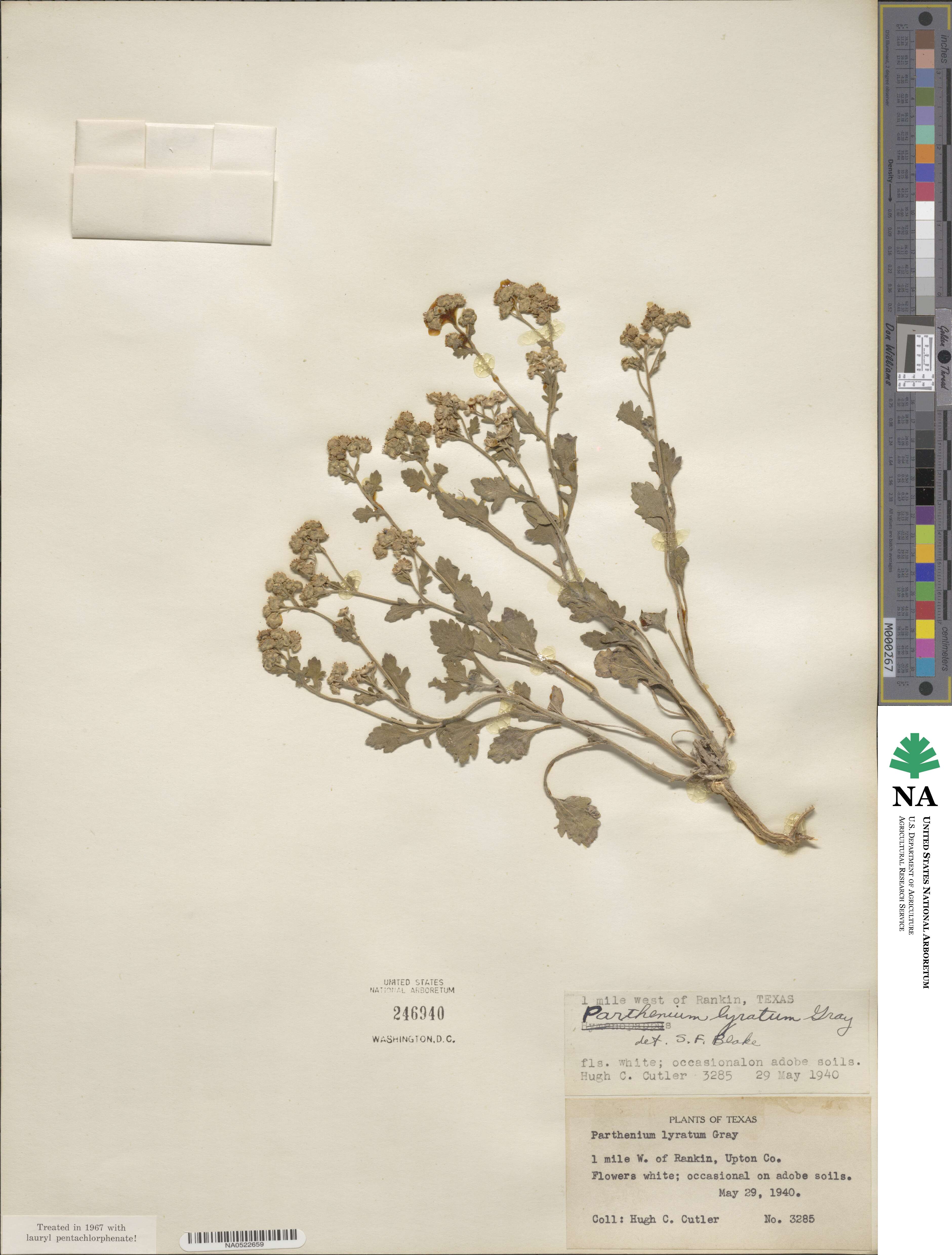 Parthenium confertum var. lyratum image