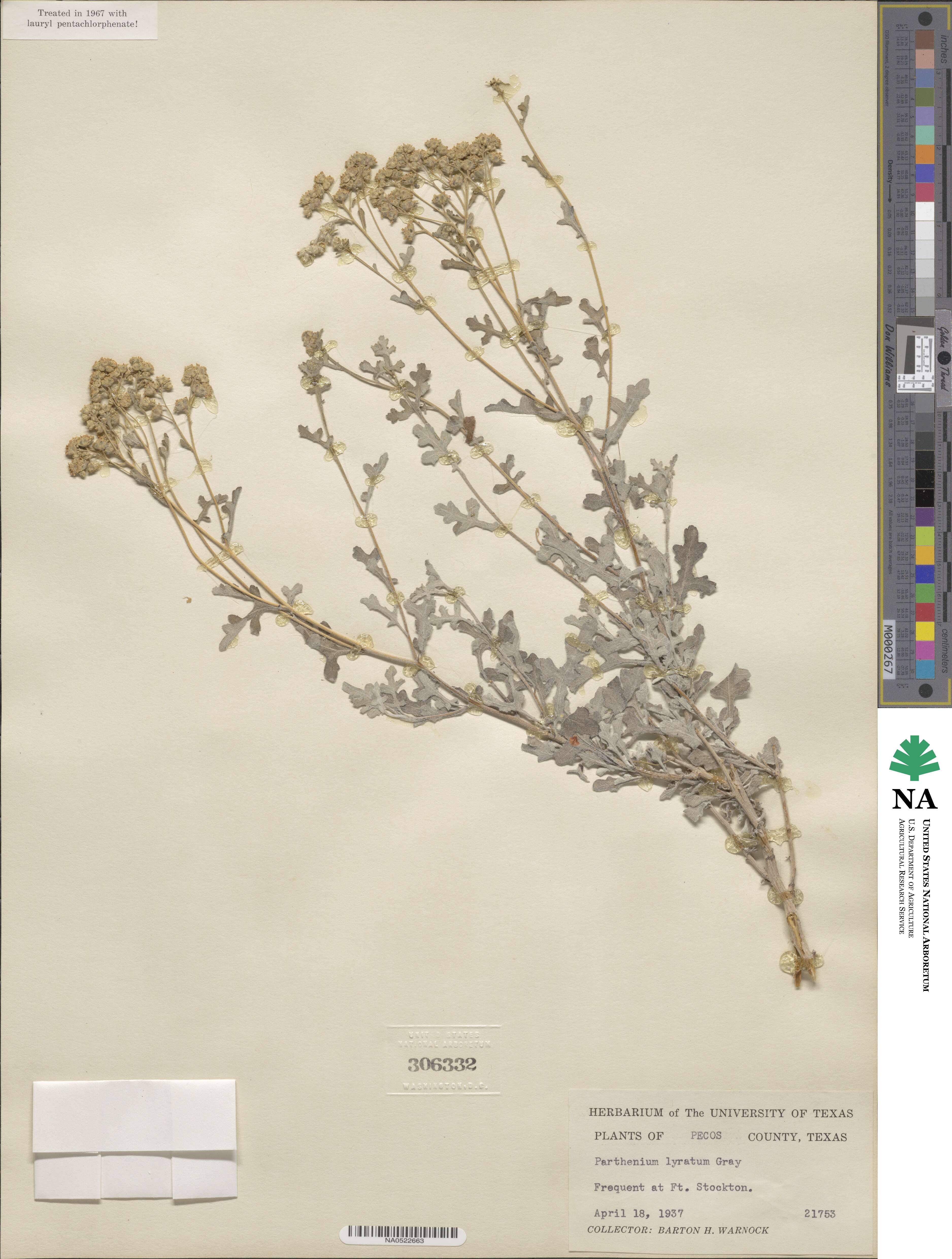 Parthenium confertum image