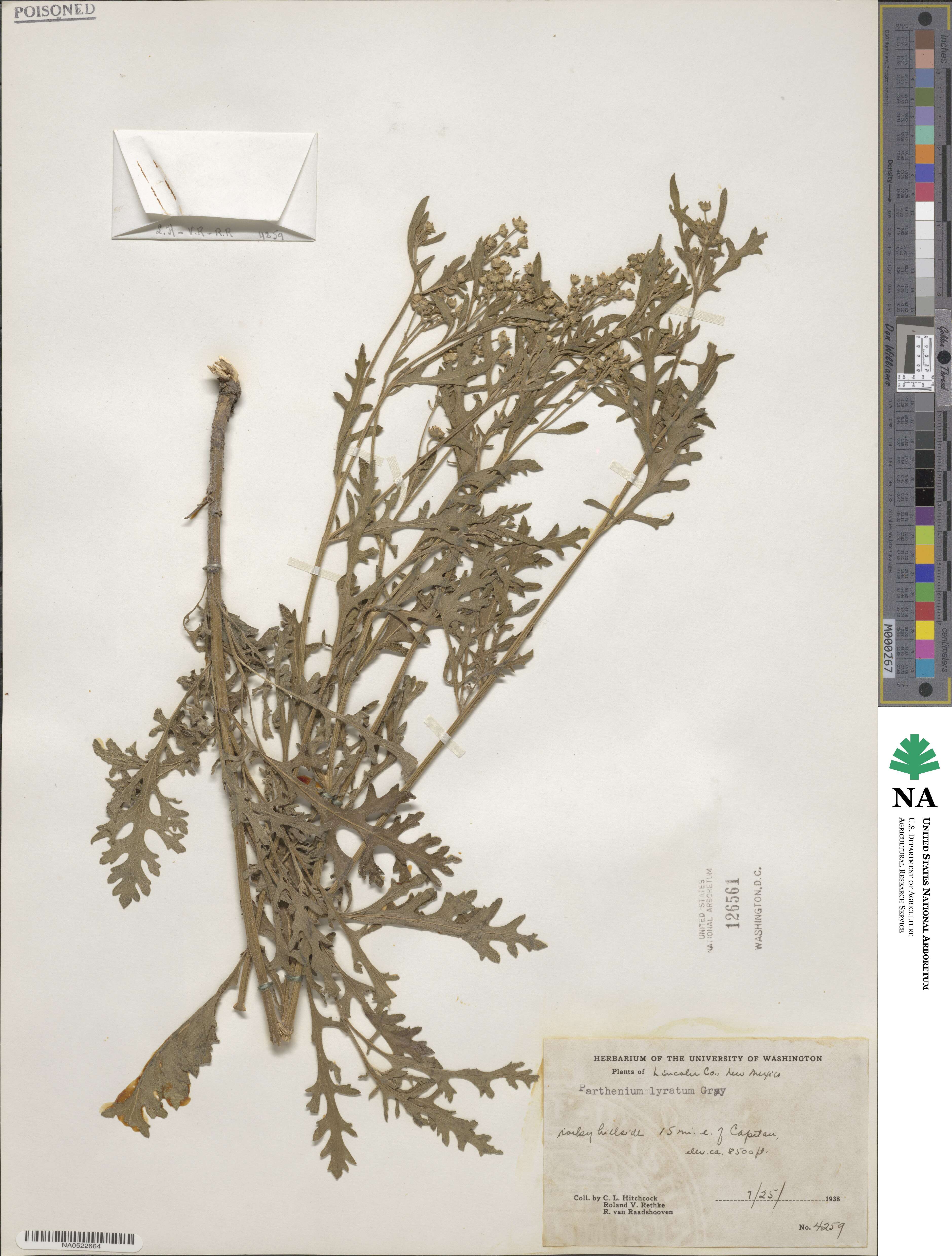 Parthenium confertum var. lyratum image