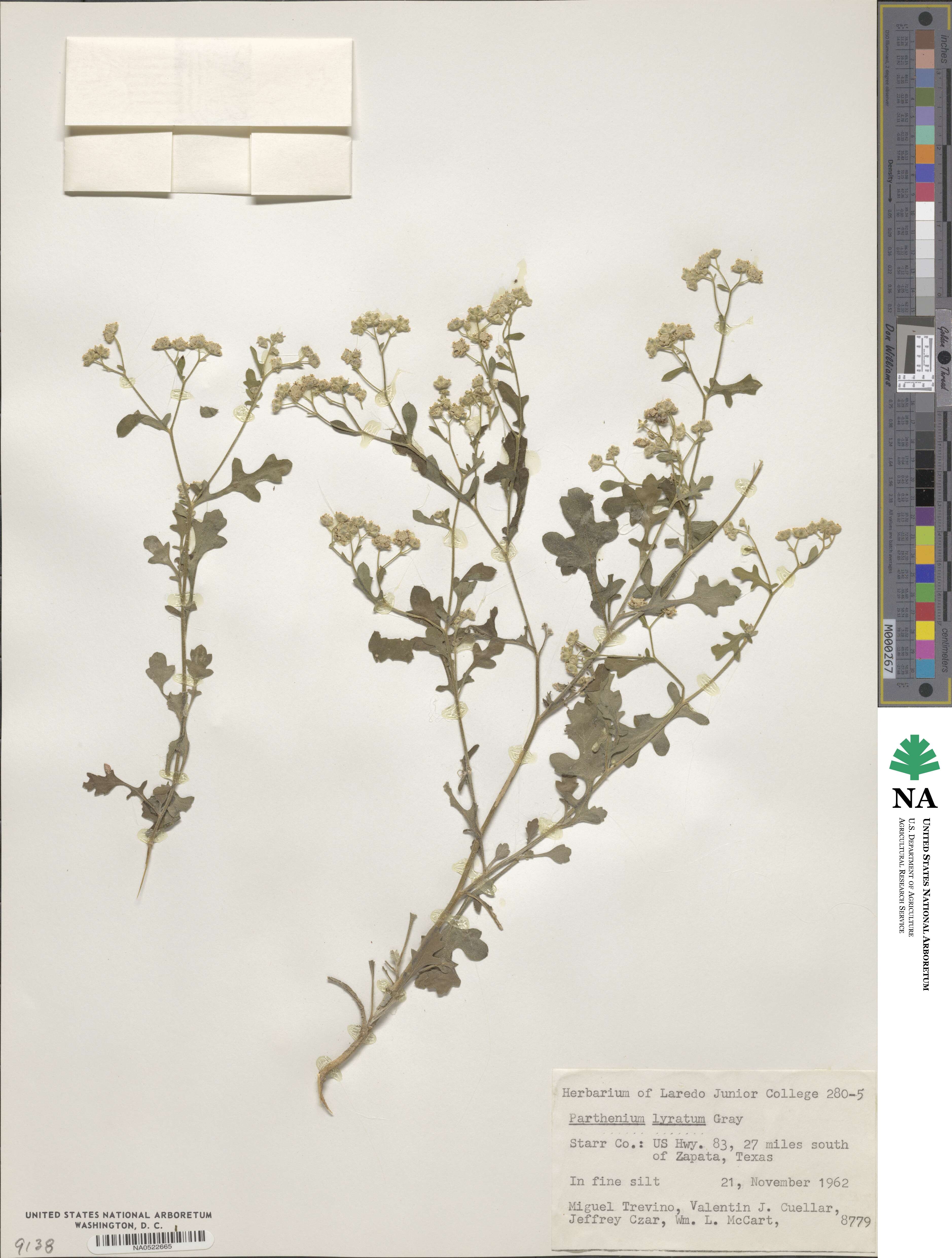 Parthenium confertum var. lyratum image