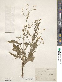 Parthenium hysterophorus image