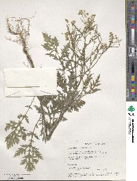 Parthenium hysterophorus image