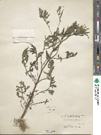 Parthenium hysterophorus image